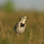 Konipas bílý (Motacilla alba)