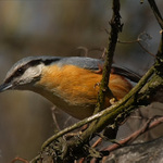 Brhlík lesní (Sitta europaea)