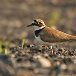 Kulík říční (Charadrius dubius)