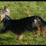 Honem, honem za páníčkem