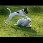 Počkej až tě přeskočím