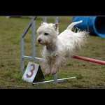 A přece jsem ji přeskočil