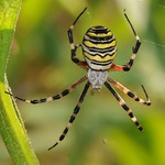 Argiope bruennichi