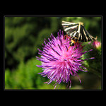 Doplňování paliva...