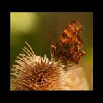 Babočka zubatokrídla ( biele C)