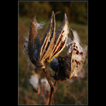 Asclepias syriaca L.