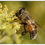 vosička na kvetoucím břečťanu