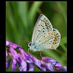 Modrásek jehlicový