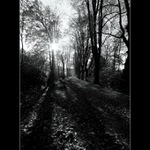 ... podzimní alejí ...