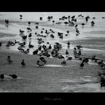 ... Petrův rybník ...