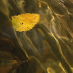 Jistě, Vaše Vyssokorozmazlenosti