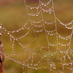 Přírodní perly....