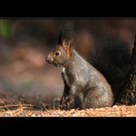 Šedivák v závětří