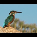 ledňáček v Egyptě