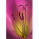 *** Vyzvání k tanci ***