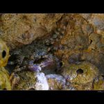 ... Krabí život ...