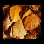 ... Podzimní klasika ...