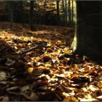 ... Podzimní les ...