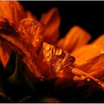 roztržené korálky ...