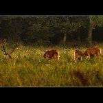 ..::Ranni pohoda::..