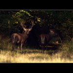 ..::Na procházce II::..