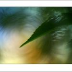 ...lesná abstrakcia...