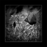 ...spolu v tráve...