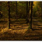 Podzimní zátiší I.