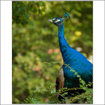 Páv korunkatý (Pavo cristatus)