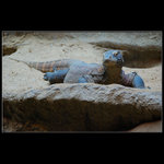 Varan komodský - Varanus komodoensis
