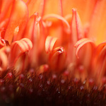 ...pojd mezi nas ...