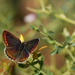 modrásek tmavohnědý