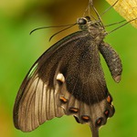 Papilio palinurus