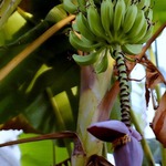 Banánovník.