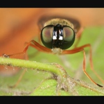 Mistr Béla Hypnózy