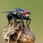 Bzučilka červenooká