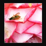 Růžový sen..../na 3 podlaží/