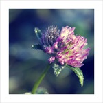 *** Mrazivá II. ***