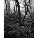 *** Rýchorský prales ***