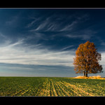 ... a stál tam strom ...