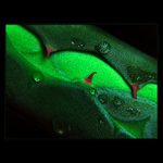 ***KROKODÝLÍ TLAMA***