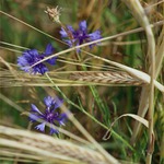 Schovaná v obilí...