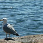 Swerige 2008 - Racek I.