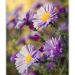 Fialové potěšení ...