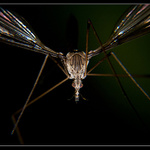 Nesviť mi do očí !!!