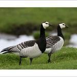 Berneška bělolící