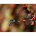 Loubinec pětilistý