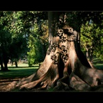 Fikus a stín jeho větvičky