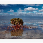 Keříček v oblacích