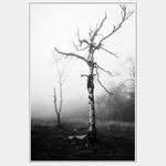 Nevydržely nápor severních vichrů...